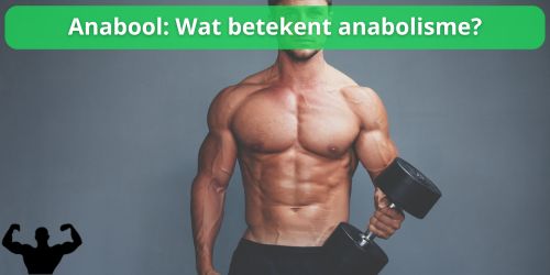 anabool wat betekent anabolisme