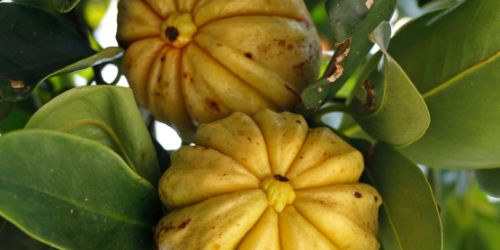 Garcinia Cambogia aan de boom