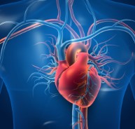Resveratrol hart en vaten