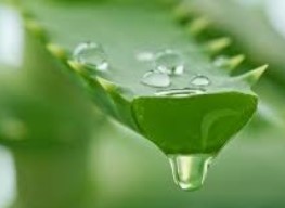 Littekencreme aloe vera